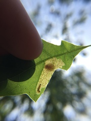 Tischeria quercitella