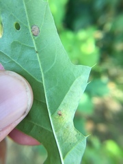 Tischeria quercitella