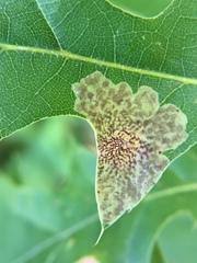 Tischeria quercitella