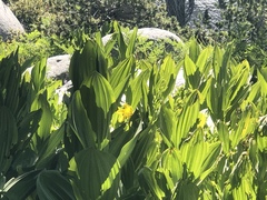 Lilium parryi