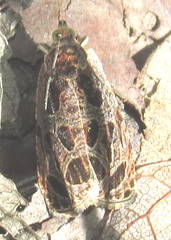 Olethreutes tilianum