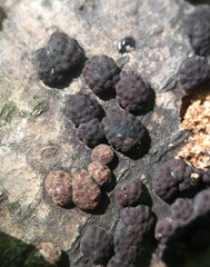 Jackrogersella cohaerens