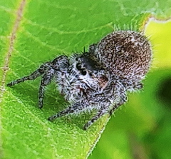 Phidippus princeps