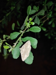 Pericyma albidentaria