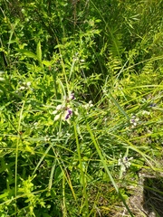 Tradescantia ohiensis