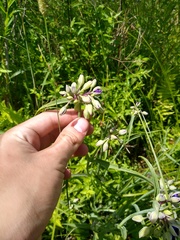 Tradescantia ohiensis