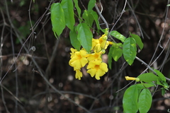 Bignonieae