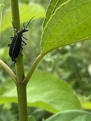 Epicauta cinerea-group