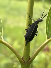 Epicauta cinerea-group