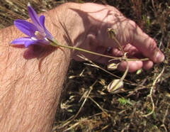 Brodiaea elegans elegans