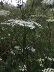 Pimpinella