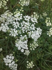 Pimpinella