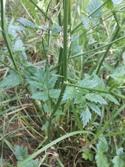 Pimpinella