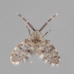 Paramormia corniculata