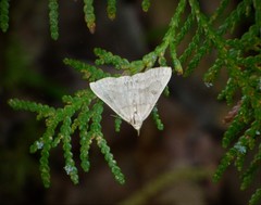 Chytolita morbidalis