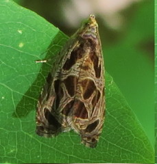Olethreutes tilianum