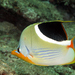 Saddle Butterflyfish - Photo (c) Klaus Stiefel, some rights reserved (CC BY-NC)