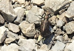 Cicindela punctulata punctulata