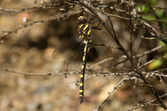 Cordulegaster dorsalis