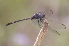 Dythemis nigrescens