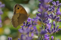 Maniola jurtina