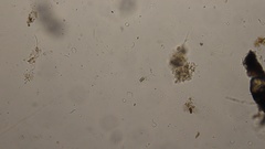 Scenedesmaceae