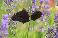 Aglais io