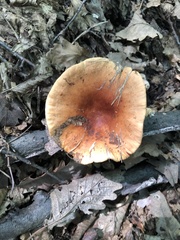 Lactifluus volemus