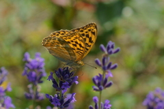 Argynnis paphia