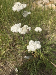 Achillea millefolium