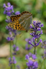 Argynnis paphia