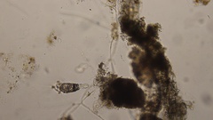Collotheca