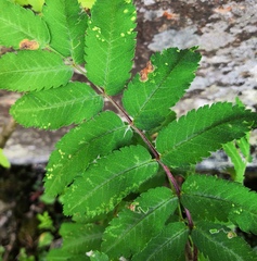 Stigmella sorbi