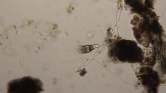 Collotheca