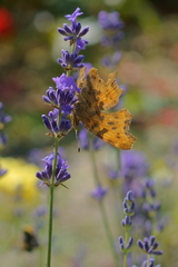 Polygonia c-album