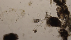 Collotheca