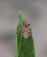 Centrocoris spiniger