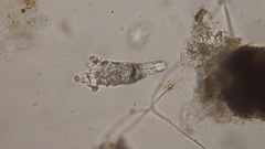 Collotheca