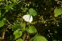 Pieris rapae