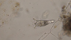 Collotheca