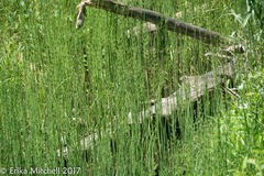 Equisetum fluviatile
