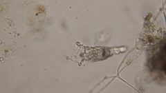 Collotheca
