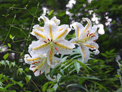 Lilium auratum