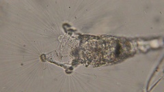 Collotheca