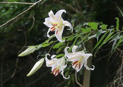 Lilium auratum