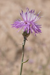 Centaurea odessana