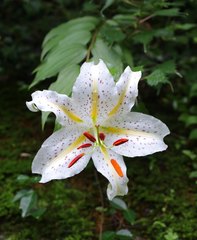 Lilium auratum