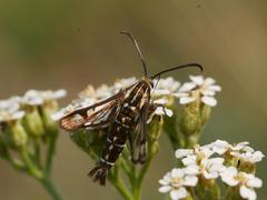 Pyropteron triannuliformis