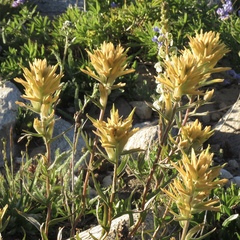Castilleja christii