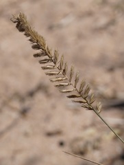 Agropyron dasyanthum